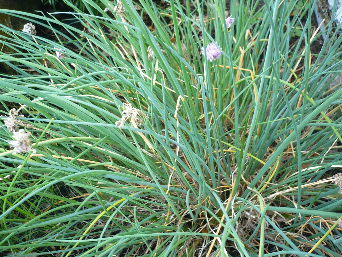 Allium schoenoprasum subsp. schoenoprasum (Amaryllidaceae)